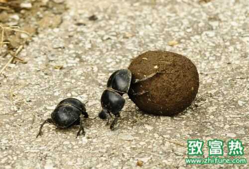 2016養蜣螂賺錢嗎?2016蜣螂養殖前景及市場價格行情分析