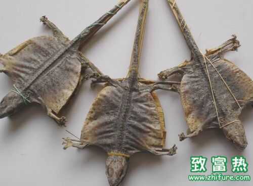 2016養蛤蚧賺錢嗎?2016蛤蚧養殖前景及市場價格行情分析