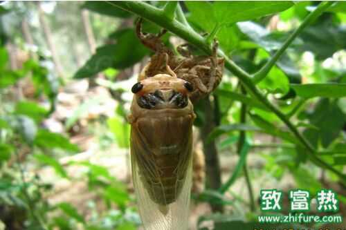 2016養(yǎng)金蟬賺錢(qián)嗎？2016金蟬養(yǎng)殖前景及市場(chǎng)價(jià)格行情分析