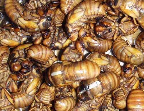 2016養金蟬賺錢嗎？