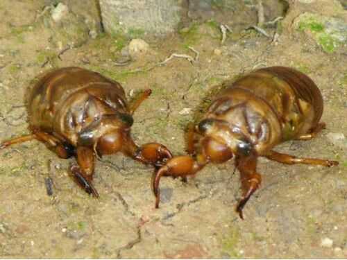 2016金蟬養殖前景及市場價格行情分析