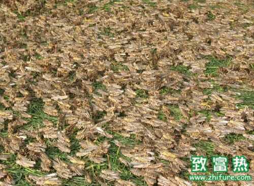 2016養蝗蟲賺錢嗎？2016蝗蟲養殖前景及市場價格行情分析