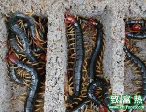 2016養蜈蚣賺錢嗎?2016蜈蚣養殖前景及市場價格行情分析