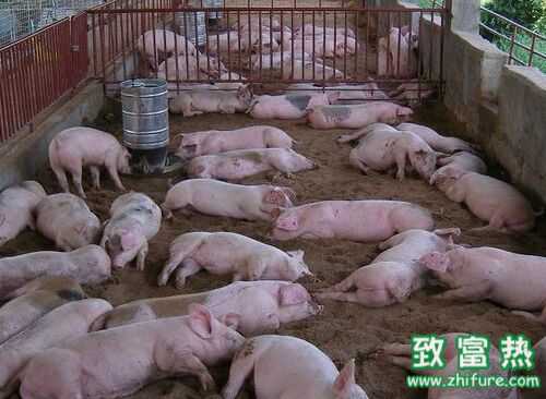 過去的養(yǎng)豬和未來的養(yǎng)豬