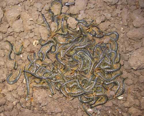 2016養蜈蚣賺錢嗎?