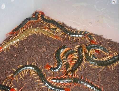 2016蜈蚣養殖前景及市場價格行情分析