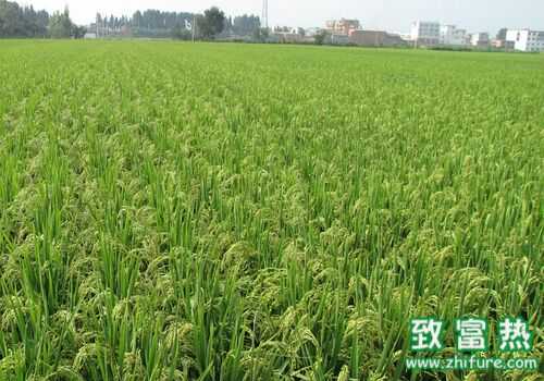 2016種水稻賺錢嗎？2016水稻種植前景及市場(chǎng)價(jià)格分析