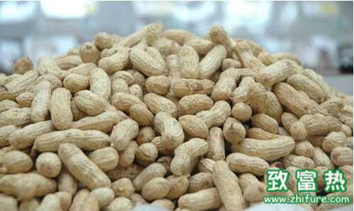2016種花生賺錢嗎？2016花生種植前景及市場價格行情分析