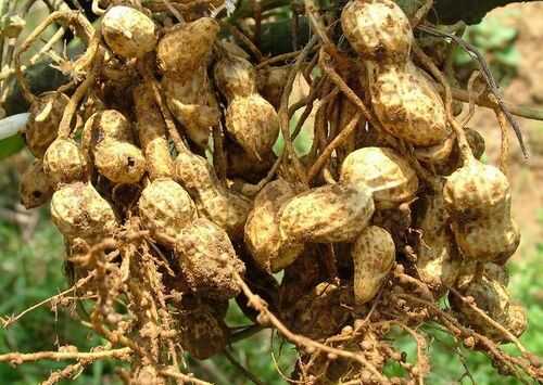 2016花生種植前景及市場價格行情分析