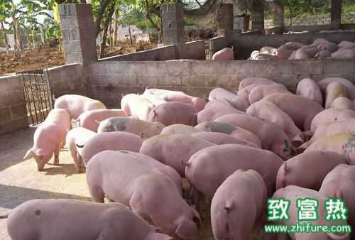 2016豬價格行情預測及影響因素