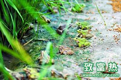 生態綜合種養模式創新高