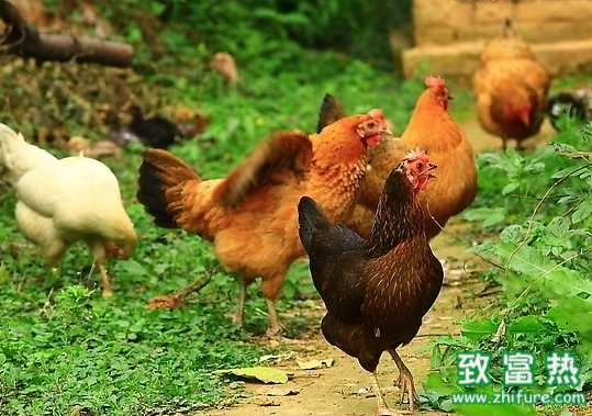 淺析家禽養殖周期及疾病防控