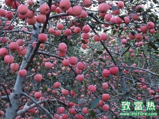 怎么提高蘋果產量與品質