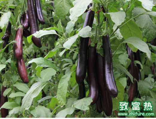 大棚茄子的種植培養