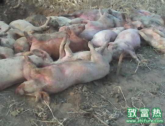 如何第一時間內發現出豬瘟的可疑苗頭