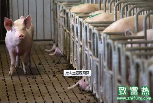 養(yǎng)豬業(yè)九大變化你關(guān)注了嗎？