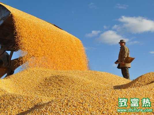 糧改飼 種糧大戶的新選擇