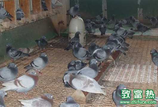 2017年肉鴿養殖前景到底怎么樣？