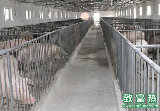 冬季豬舍消毒技術措施