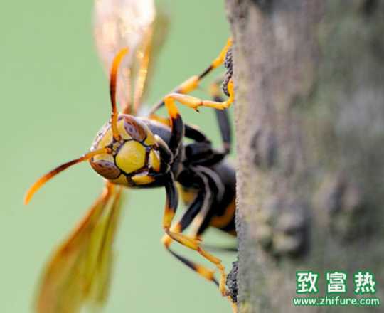 胡蜂馬蜂養殖新技術