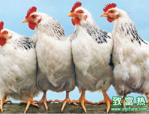 肉雞飼養光照技術