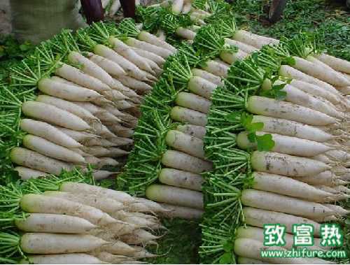 早春蘿卜糠心的原因與對策 