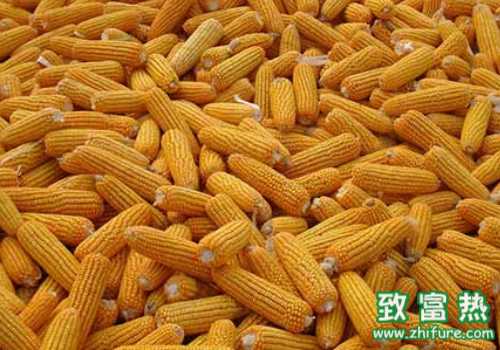 2016中國(guó)玉米價(jià)格如此高，誰(shuí)會(huì)來(lái)買？