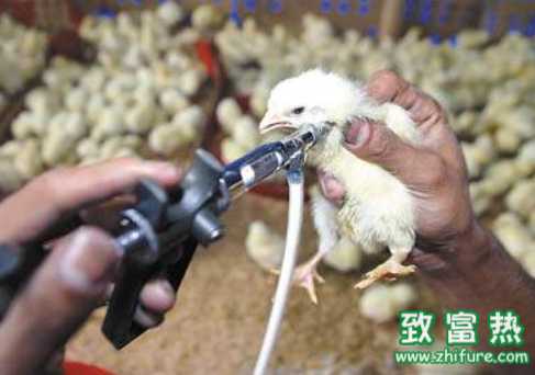 養雞關于疫苗使用的幾點注意事項
