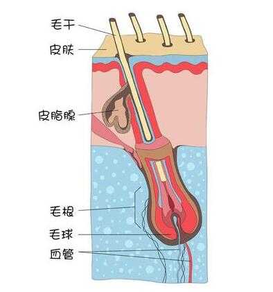 白頭發(fā)拔一根長三根是真的嗎？