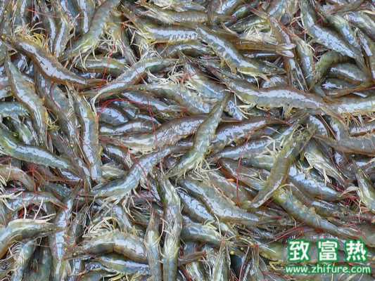 養(yǎng)對蝦要從“娃娃”抓起,加強苗期管理提高養(yǎng)殖成活率