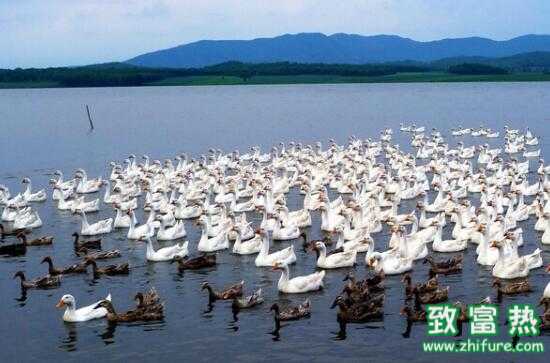 2017養鵝賺錢嗎？2017養鵝前景及市場價格行情分析