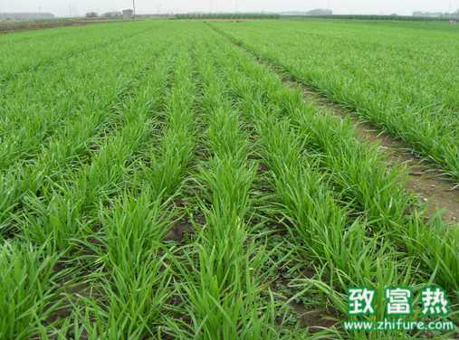 韭菜除草怎樣用藥