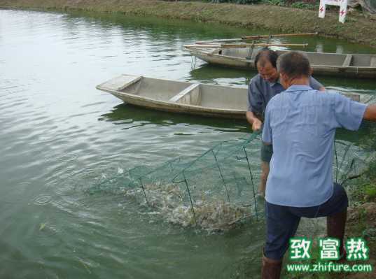 南美白對蝦養(yǎng)殖向左走還是向右走?