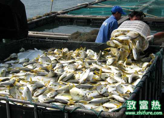 網(wǎng)箱養(yǎng)殖有奔頭 村民賺錢買豪車