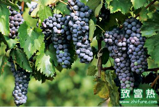 葡萄的營養(yǎng)價值及作用  葡萄清洗方法