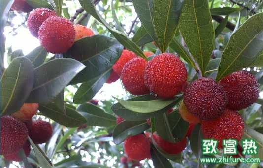 楊梅的營養價值與作用 楊梅儲存方法