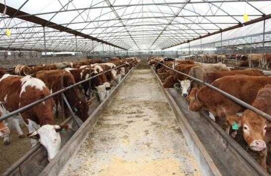 2017養牛賺錢嗎？2017養牛前景及市場價格行情分析