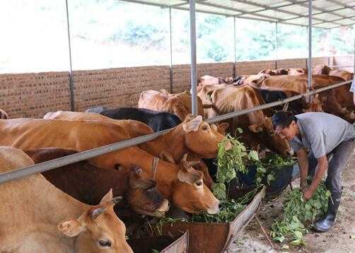 2017養牛賺錢嗎？2017養牛前景及市場價格行情分析