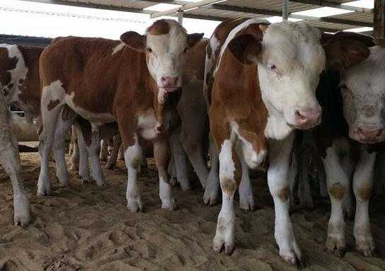 2017養牛賺錢嗎？2017養牛前景及市場價格行情分析