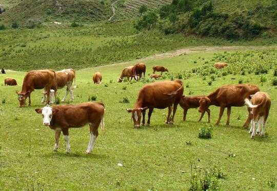 2017養牛賺錢嗎？2017養牛前景及市場價格行情分析