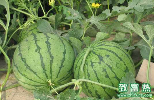 西瓜的營(yíng)養(yǎng)價(jià)值 西瓜吃法推薦