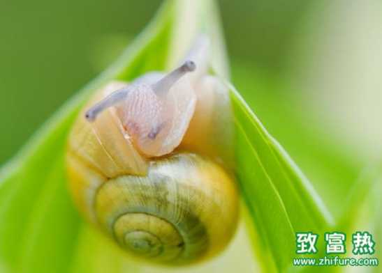 蝸牛肉的營養價值 蝸牛肉是否可以食用 