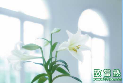 生活常識 室內盆栽的選擇