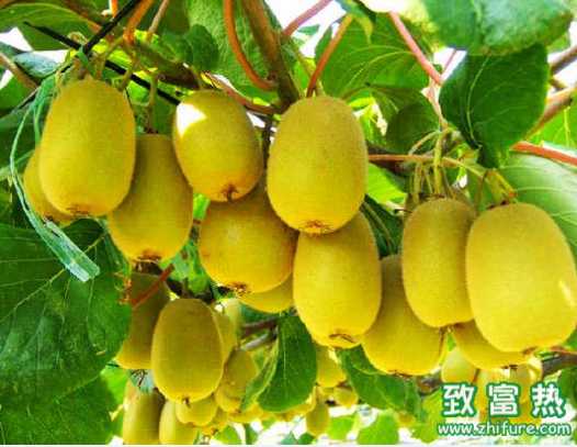 獼猴桃的營養價值 新西蘭獼猴桃