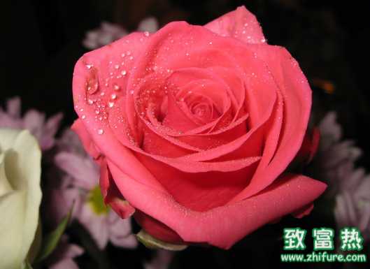 玫瑰的營養價值 玫瑰的生長條件