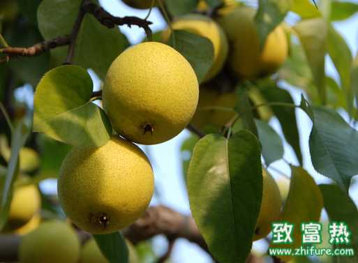 哪五大常見水果 隱疾患者慎吃？