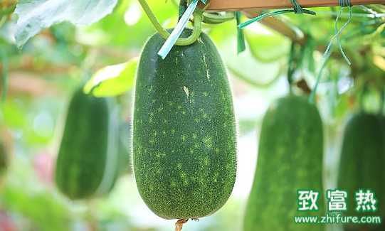 冬瓜的營養價值  冬瓜如何吃更有營養和美味