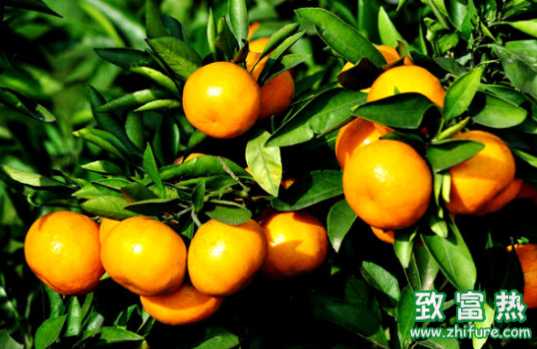 橘子的營養價值 橘子皮的作用