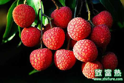 荔枝的營(yíng)養(yǎng)價(jià)值 過(guò)多食用荔枝會(huì)上火嗎