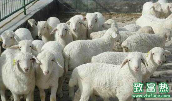 2017養羊賺錢嗎？2017養羊前景及市場價格行情分析